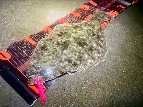 ヒラメの釣果
