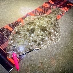 ヒラメ