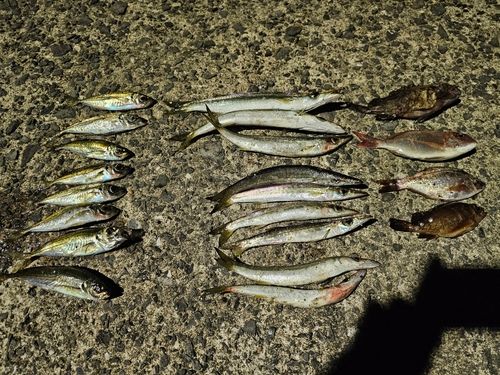 カマスの釣果