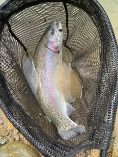 トラウトの釣果