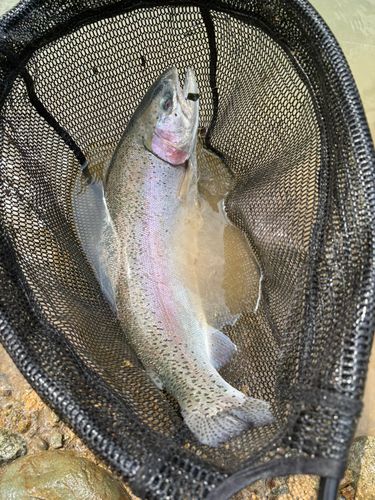 トラウトの釣果
