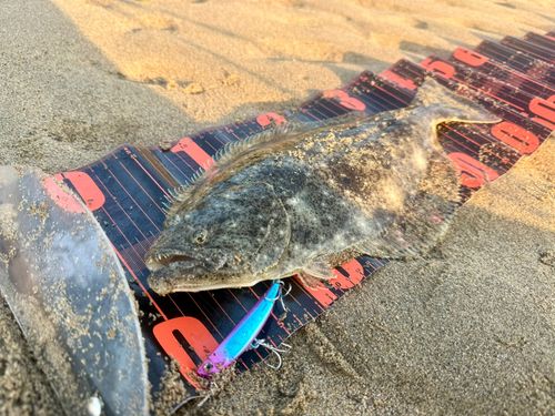 ヒラメの釣果