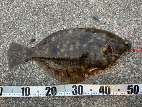 マコガレイの釣果