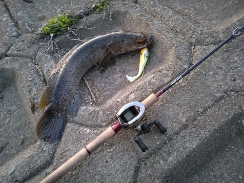 ライギョの釣果