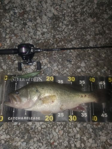 ブラックバスの釣果