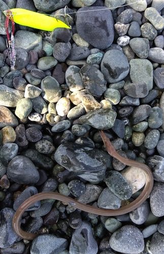 ダイナンウミヘビの釣果