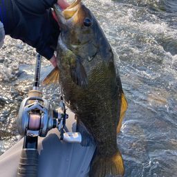 スモールマウスバス