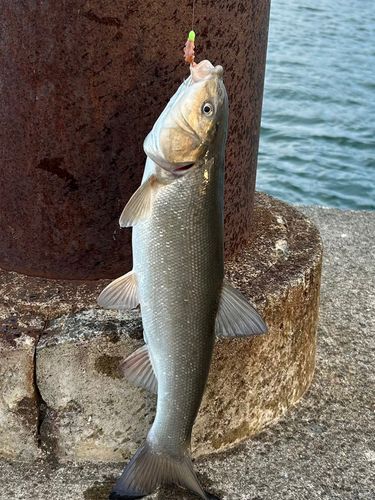 ウグイの釣果