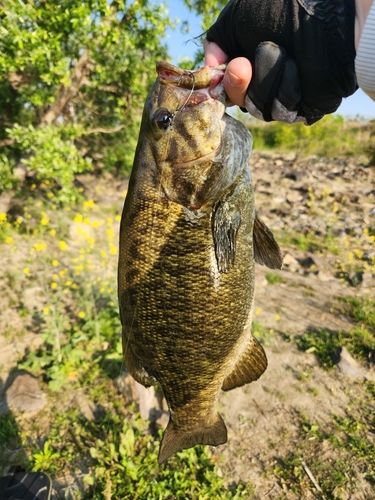 スモールマウスバスの釣果