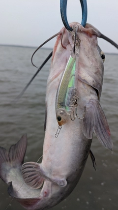 アメリカナマズの釣果