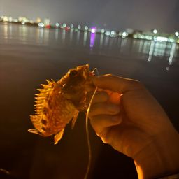 ガシラ