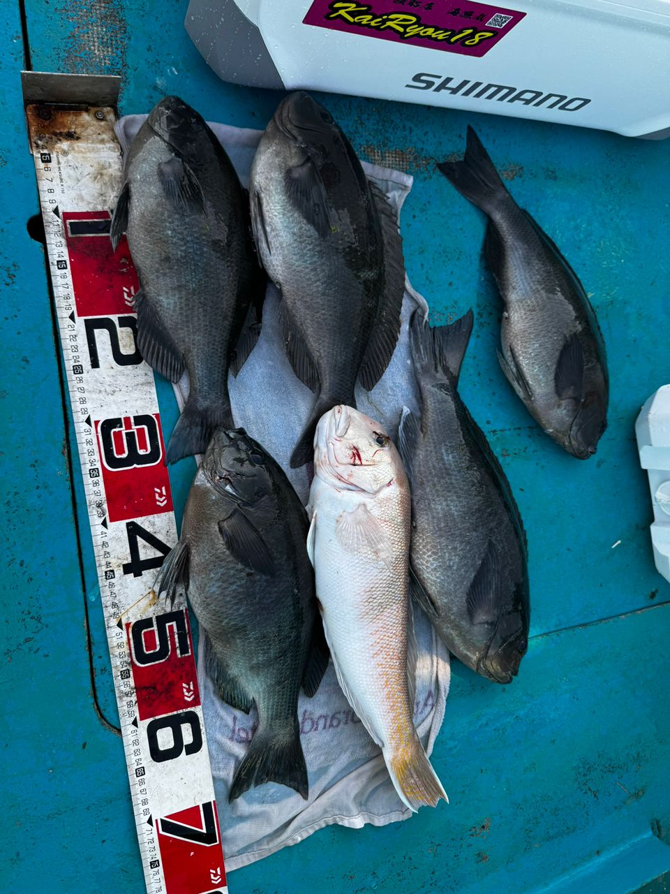 清和丸さんの釣果 3枚目の画像