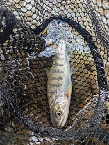 アマゴの釣果
