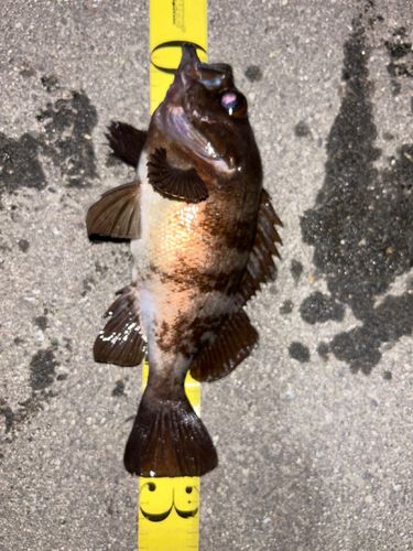 メバルの釣果