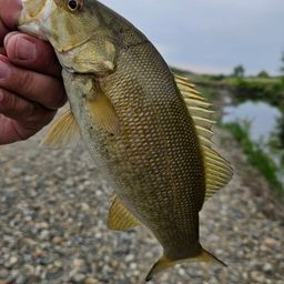 スモールマウスバス