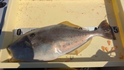 ウスバハギの釣果