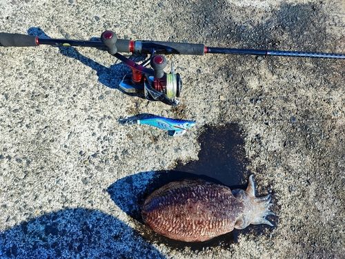 コウイカの釣果