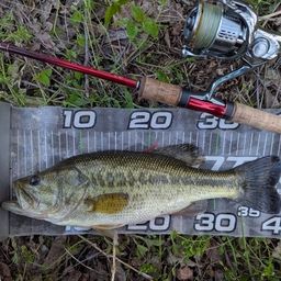 ラージマウスバス