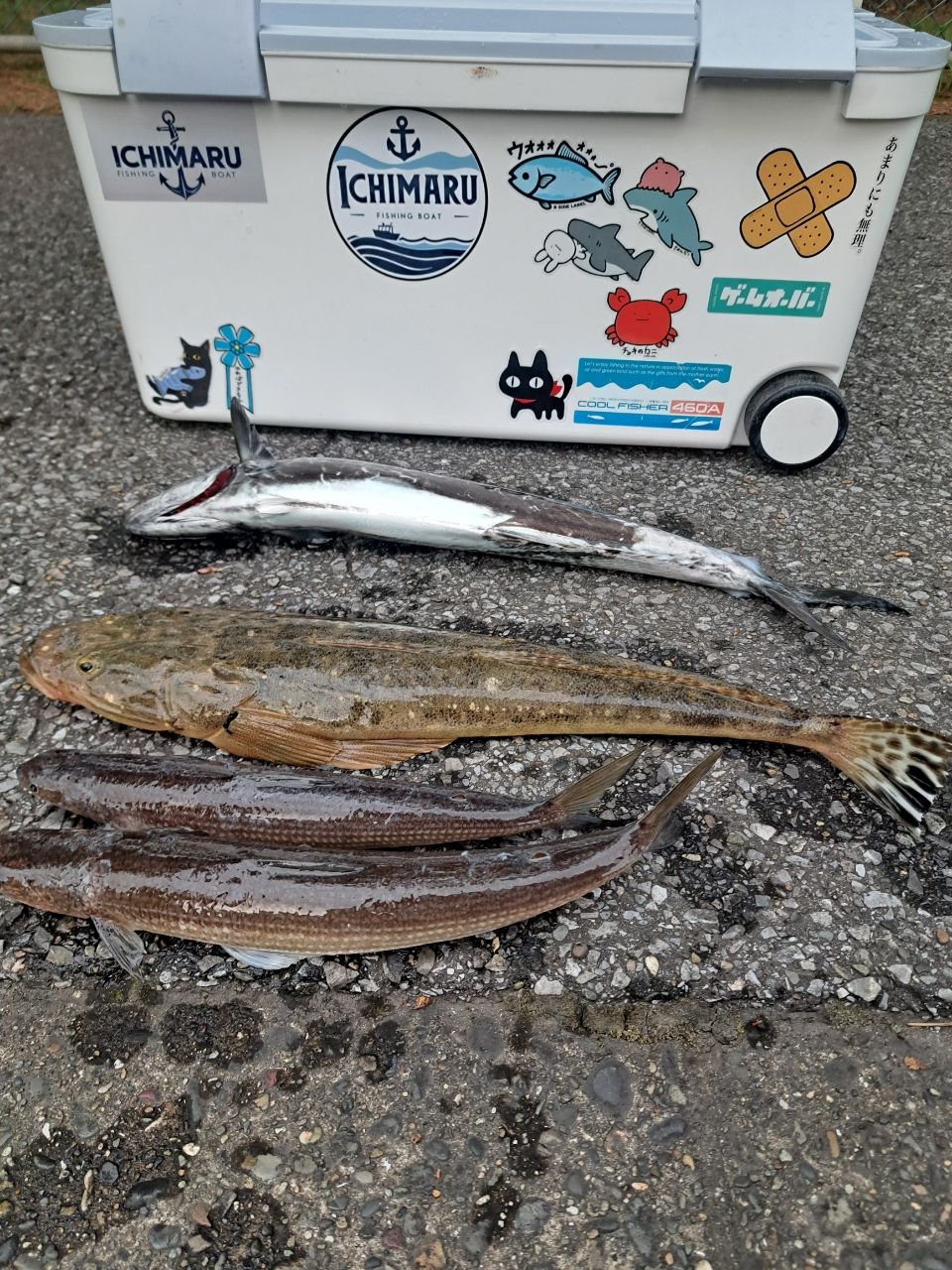 マゴチ