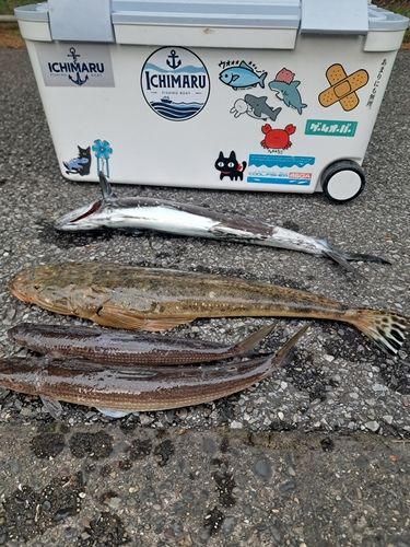 マゴチの釣果