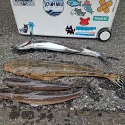マゴチ