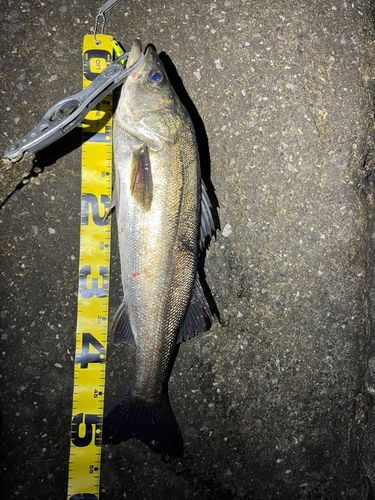 シーバスの釣果