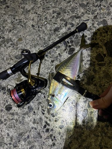 マアジの釣果