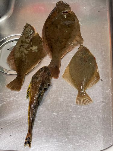 ツマグロカジカの釣果