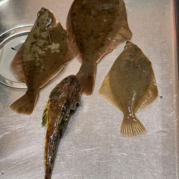 ツマグロカジカ