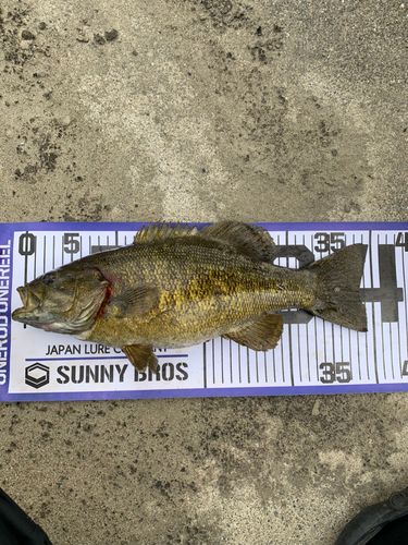 スモールマウスバスの釣果