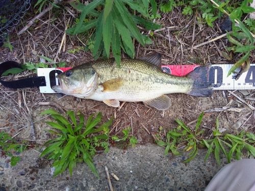 ブラックバスの釣果