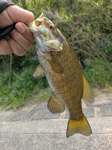 スモールマウスバスの釣果