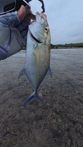 カスミアジの釣果