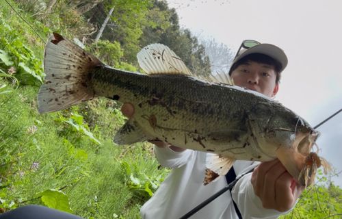 ブラックバスの釣果