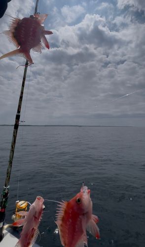 サクラダイの釣果