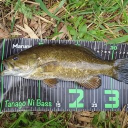 スモールマウスバス