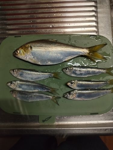 コノシロの釣果