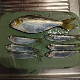 コノシロ