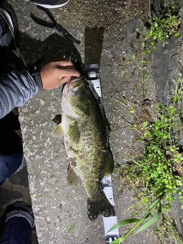ブラックバスの釣果