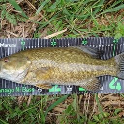 スモールマウスバス