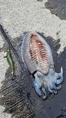コウイカの釣果