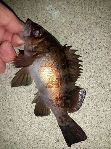 メバルの釣果