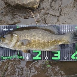 スモールマウスバス