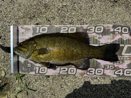 スモールマウスバスの釣果
