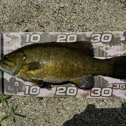 スモールマウスバス