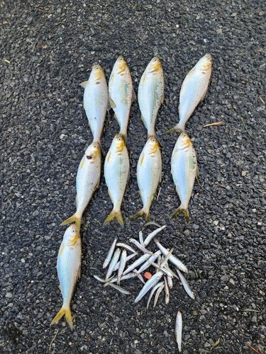 コノシロの釣果