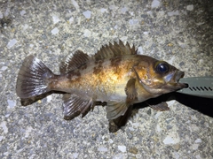 メバルの釣果