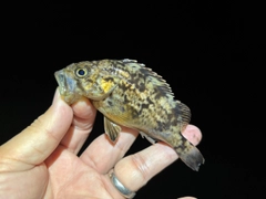 クロソイの釣果