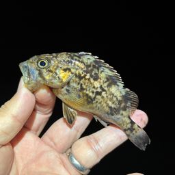 クロソイ