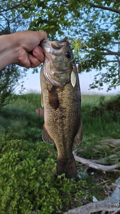 ブラックバスの釣果